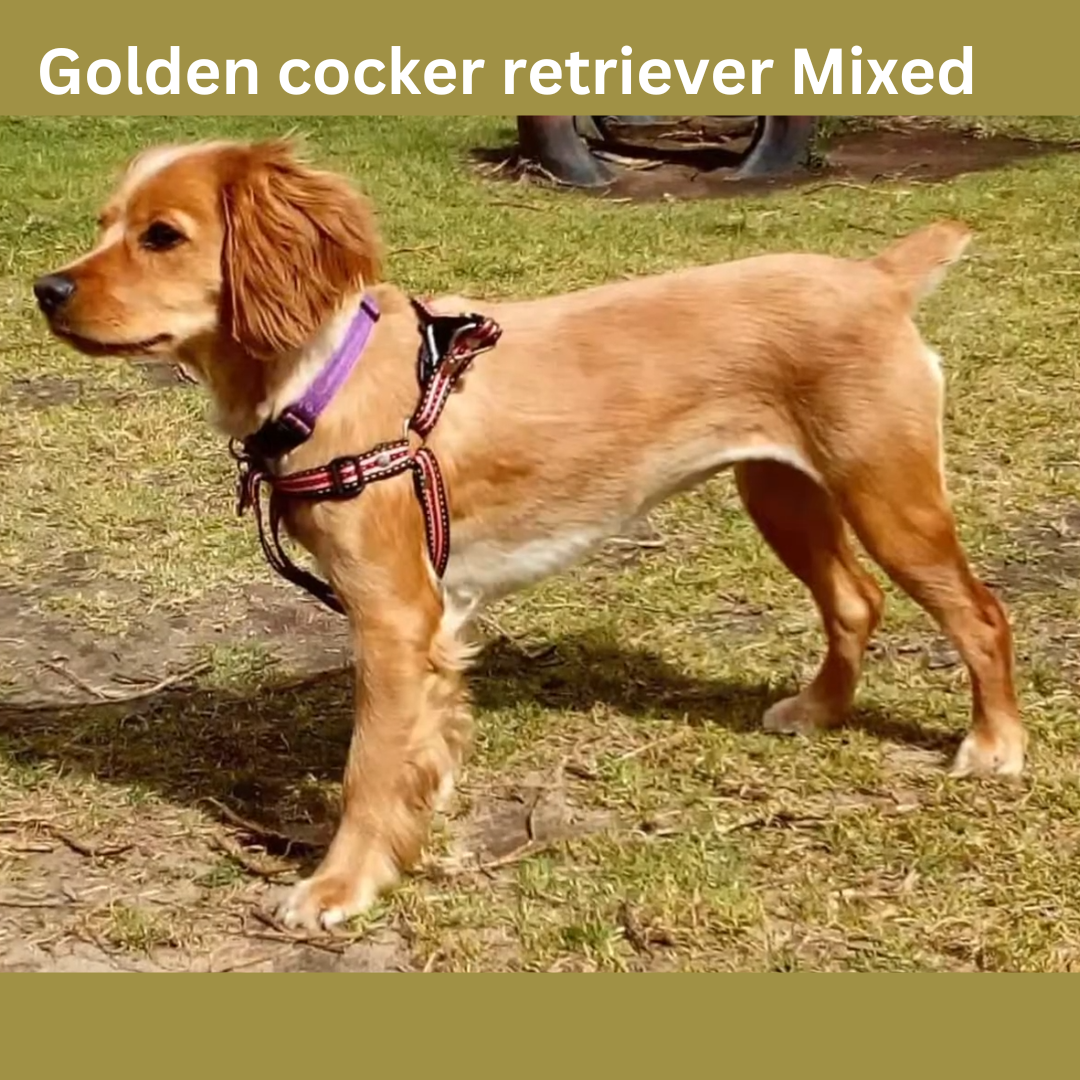 Retriever store cocker spaniel