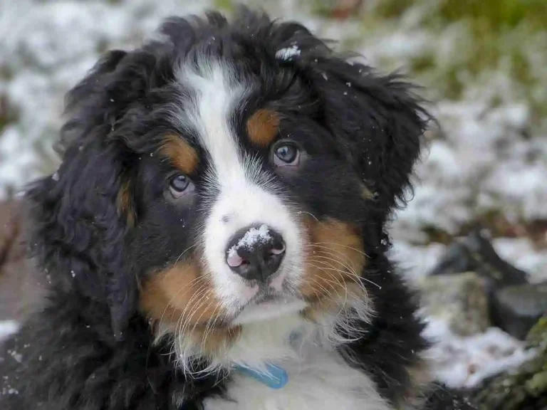 Bernese Mountain Golden Retriever Mix: Information & Facts Guide 2024 1 Bernese Mountain Dog Golden Retriever Mix