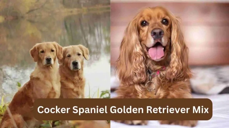 Cocker Spaniel Golden Retriever Mix