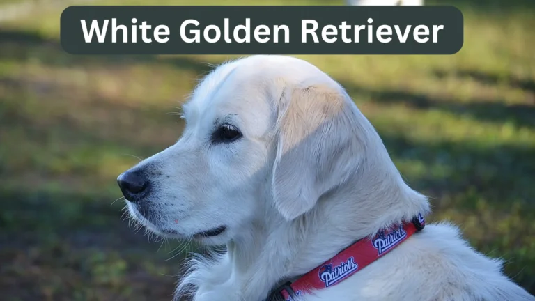 White Golden Retriever - Breed Information & Characteristics 1 White Golden Retriever