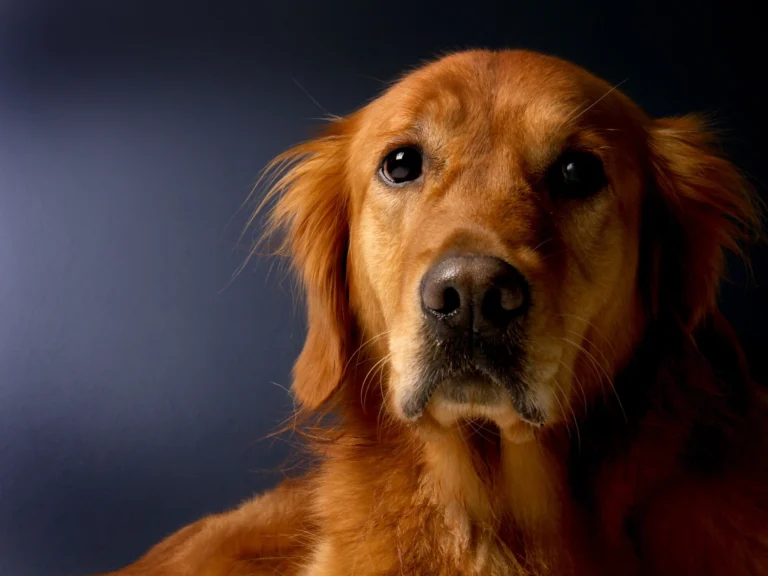 Red Golden Retriever - The Adorable Puppy Color 1 Red Golden Retriever