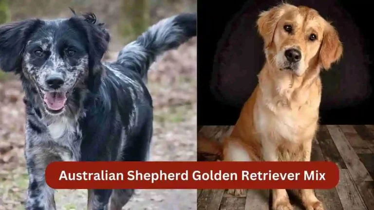 Australian Retriever: Dog Breed Information & Characteristics 6 Australian Shepherd Golden Retriever Mix