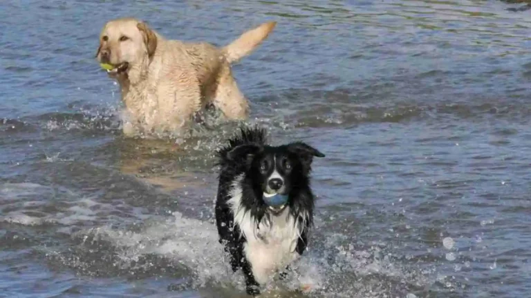 Border Collie Golden Retriever Mix