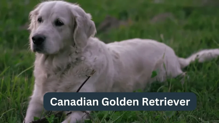 Canadian Golden Retriever: Origin, Facts and History 4 Canadian Golden Retriever
