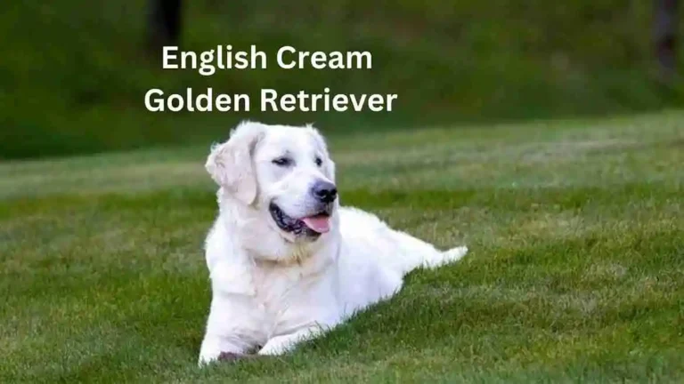 English Cream Golden Retriever: A Unique Perspective 2 English Cream Golden Retriever