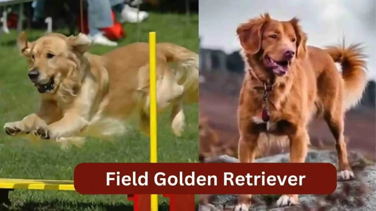 Field Golden Retriever - Amazing Facts and Characteristics 4 Field Golden Retriever