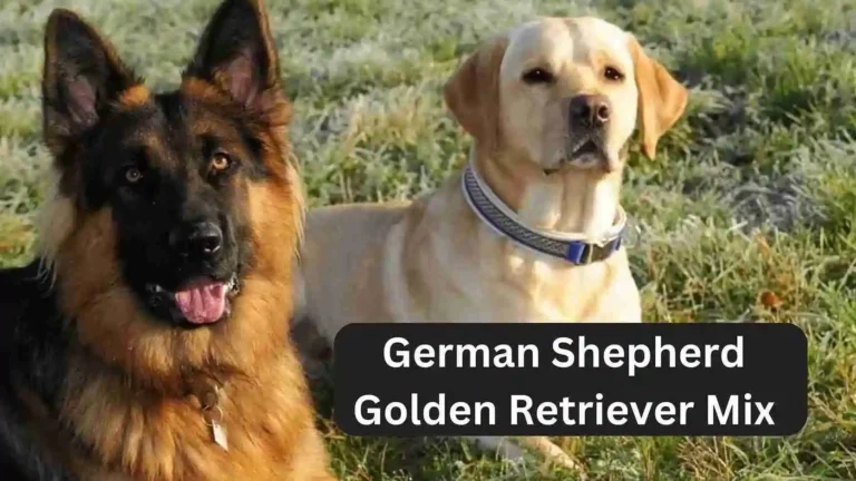 German Shepherd Golden Retriever Mix: Breed Characteristics Guide 4 German Shepherd Golden Retriever Mix