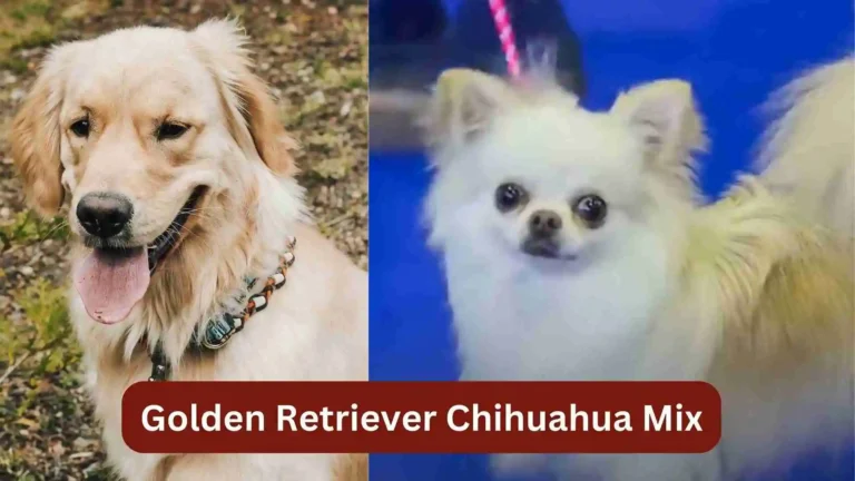 Golden Retriever Chihuahua Mix