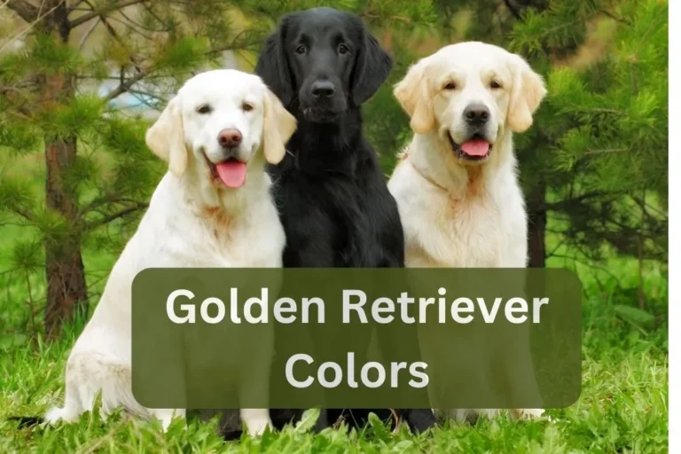 Golden Retriever Colors: A Complete Coat & Colors Guide (2024) 16 Golden Retriever Colors