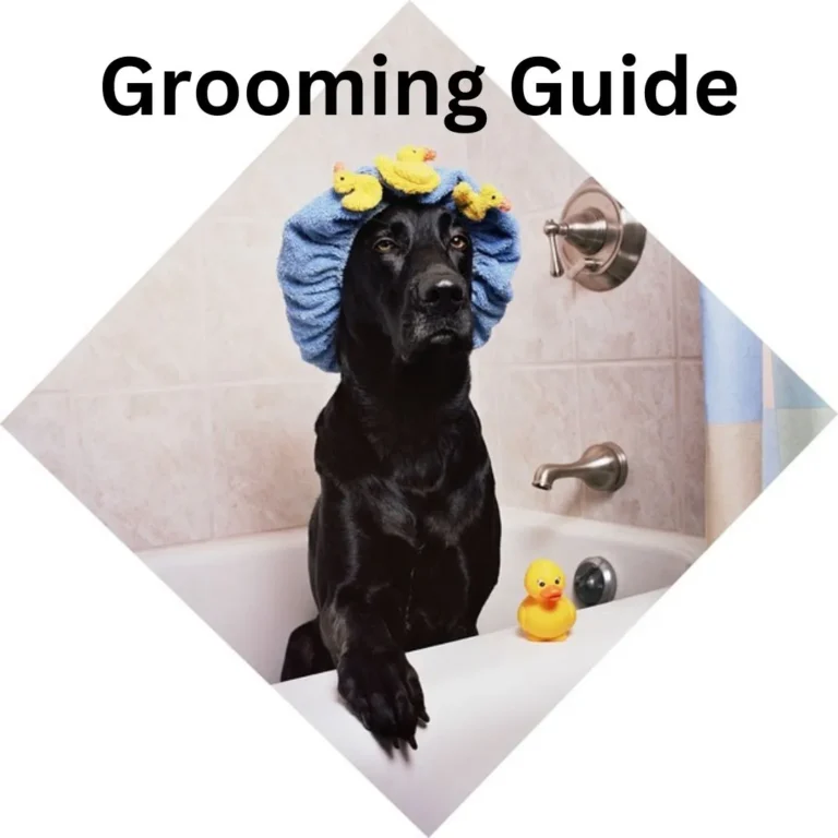 Golden Retriever Grooming: A Comprehensive Guide for Pet Parents 1 Golden Retriever Groom