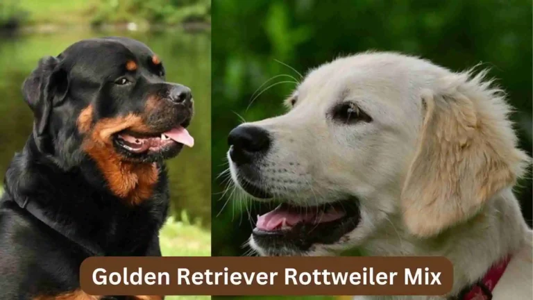 Golden Retriever Rottweiler Mix: Facts & Information Guide (2024) 2 Golden Retriever Rottweiler Mix