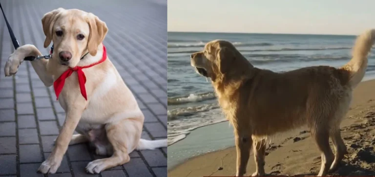 Golden Retriever Training: A complete Information 2 Golden Retriever Training