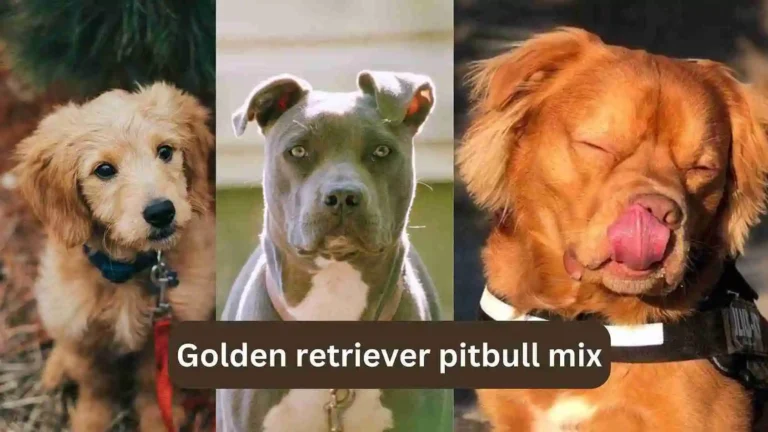 Golden Retriever Pitbull Mix - A Complete Guide 4 Golden retriever pitbull mix