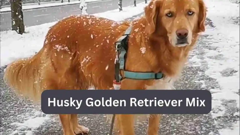Husky Golden Retriever Mix: Breed Characteristics 8 Husky Golden Retriever Mix