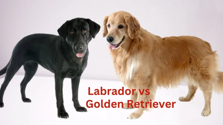 Golden Retriever vs Labrador: Breed Comparison 3 Labrador Retriever