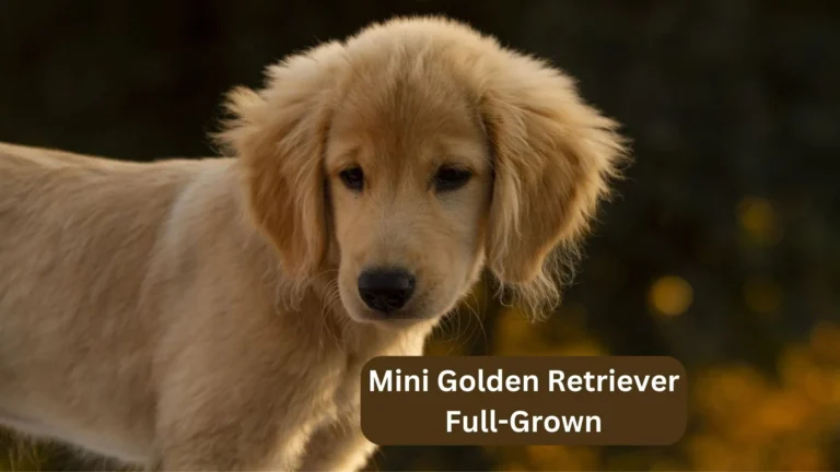 Mini Golden Retriever Full-Grown: A Complete Development Guide (2024) 2 Mini golden retriever full-grown