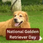 National Golden Retriever Day