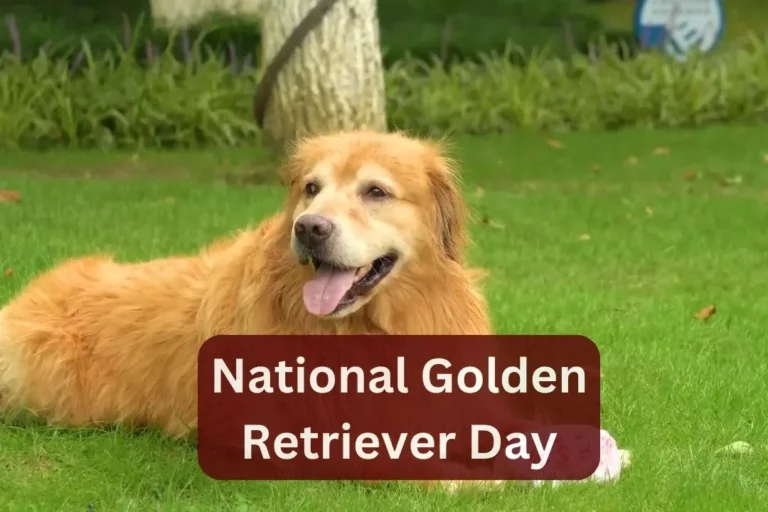 National Golden Retriever Day - 3rd-Feb-2025 - (Awareness Day) 5 National Golden Retriever Day