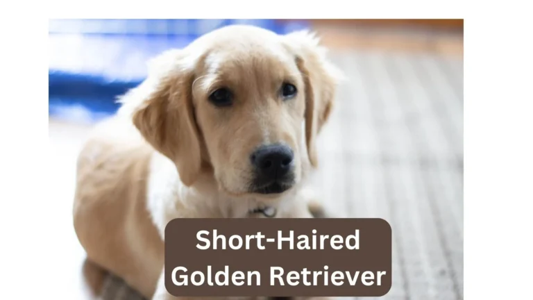 Short-Haired Golden Retriever: Unlocking the Charm 4 Short-Haired Golden Retriever