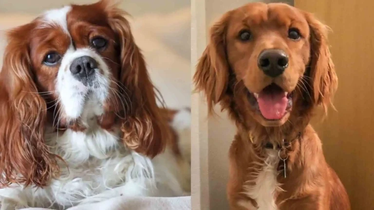 Golden Cavalier (Golden Retriever Cavalier King Charles Mix) 10 golden retriever cross cavalier king charles spaniel