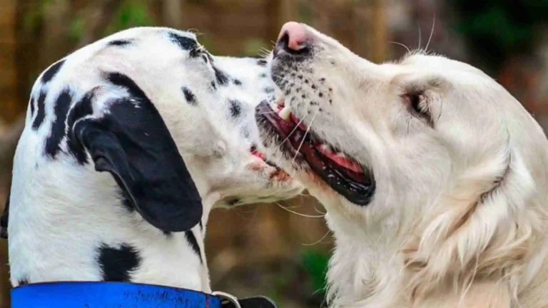 Dalmatian Golden Retriever Mix - (Goldmatian) Breed Guide (2025) 2 Dalmation Golden Retriever Mix