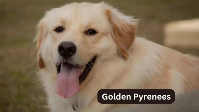 Golden Pyrenees - Your Ultimate Companion Awaits 3 Great Pyrenees Golden Retriever Mix