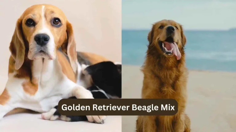 Beago (Golden Retriever Beagle Mix): A Complete Breed Guide (2024) 6 Golden Retriever Beagle Mix