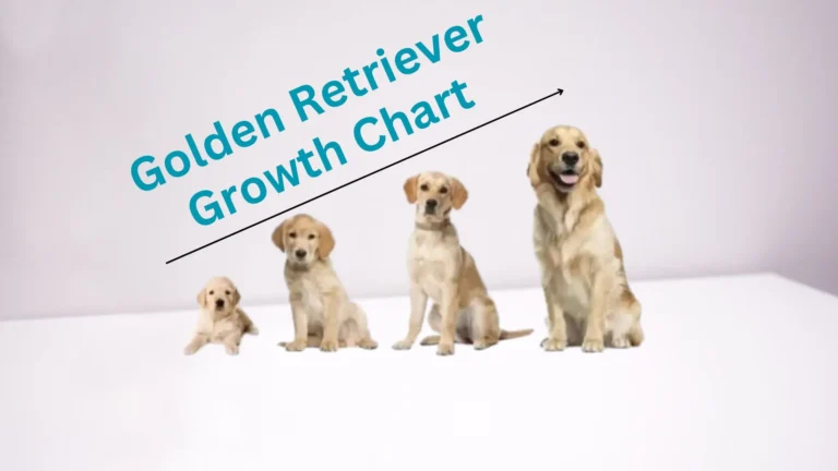 Golden Retriever Growth Chart: A Complete Development Guide 2024 1 Golden Retriever Growth Chart