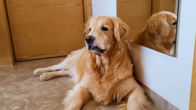 How Long are Golden Retrievers Pregnant? A Complete Guide 15 Golden Retrievers Pregnant