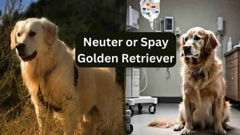 When should Neuter or Spay a Golden Retriever? 14 Neuter or spay a golden retriever