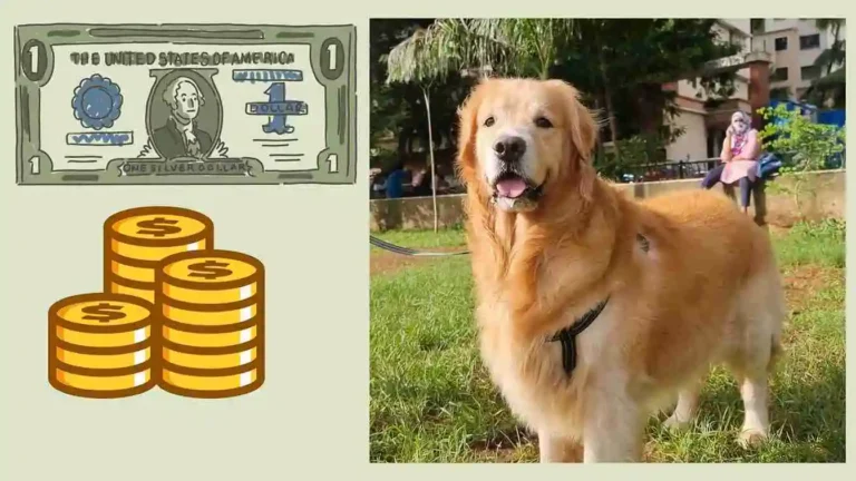 Why Should I Buy a Golden Retriever? 6 Why Should I Buy a Golden Retriever?