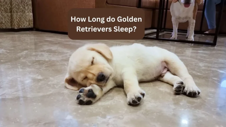 How Long do Golden Retrievers Sleep? 6 How Long do Golden Retrievers Sleep