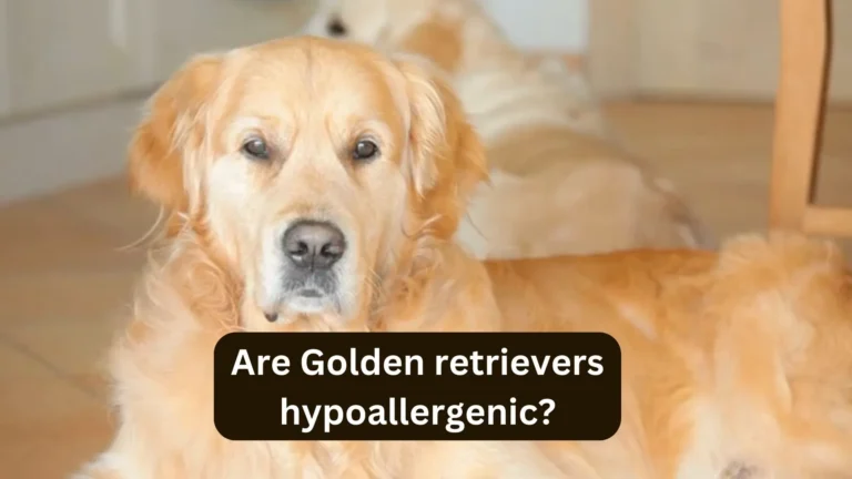 Are Golden Retrievers Hypoallergenic Dog? 3 are Golden Retrievers Hypoallergic