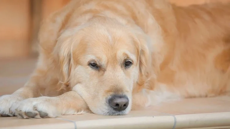 Dwarfism in Golden Retrievers: A Complete Care & Cure Guide (2024) 3 Dwarfism in golden retrievers