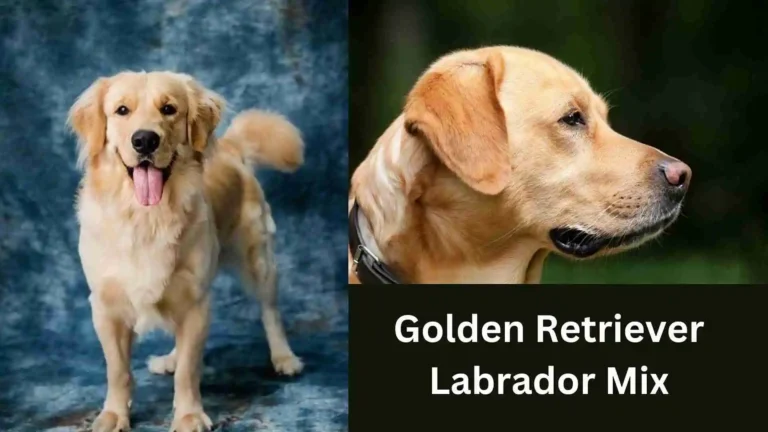 Golden Retriever Lab Mix: A Complete Goldador Guide (2024) 5 Golden retriever Lab Mix