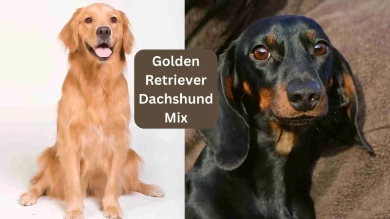 Golden Retriever Dachshund Mix 6 Golden Retriever Dachshund Mix