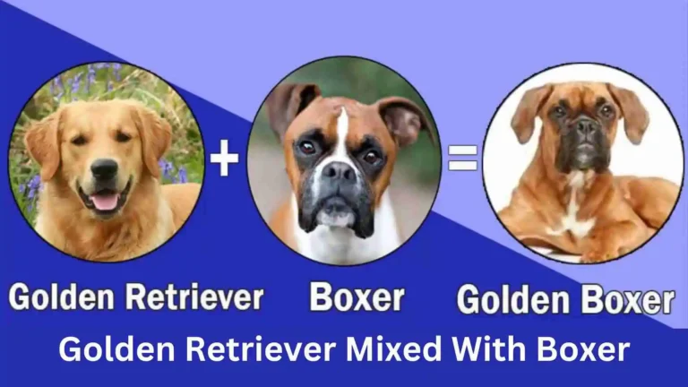 Golden Retriever Mixed With Boxer 3 Golden Retriever Mix with Boxer