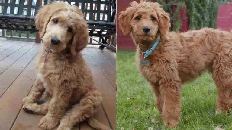 Golden Retriever Poodle Mix: Facts & Origin Information (2024) 5 Golden Retriever Poodle Mix