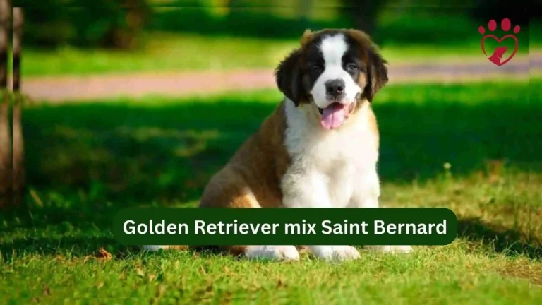 Golden Retriever Saint Bernard Mix 2 Golden Retriever mix Saint Bernard