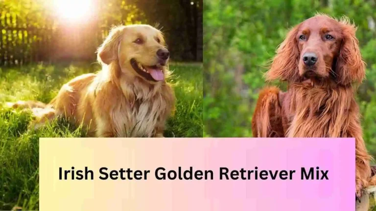 Irish Setter Golden Retriever Mix 6 Irish Setter Golden Retriever Mix