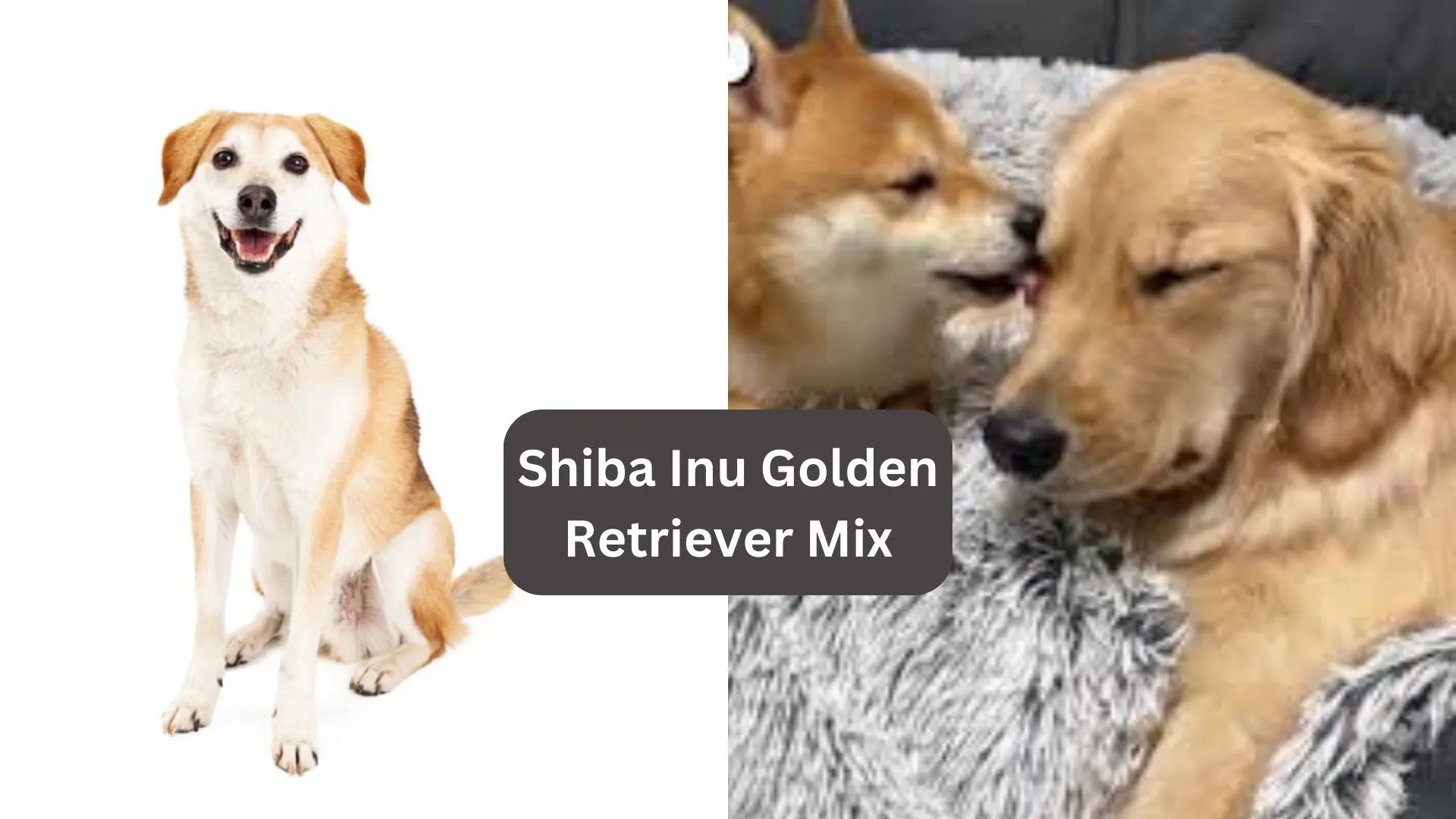 Shiba Inu Golden Retriever Mix