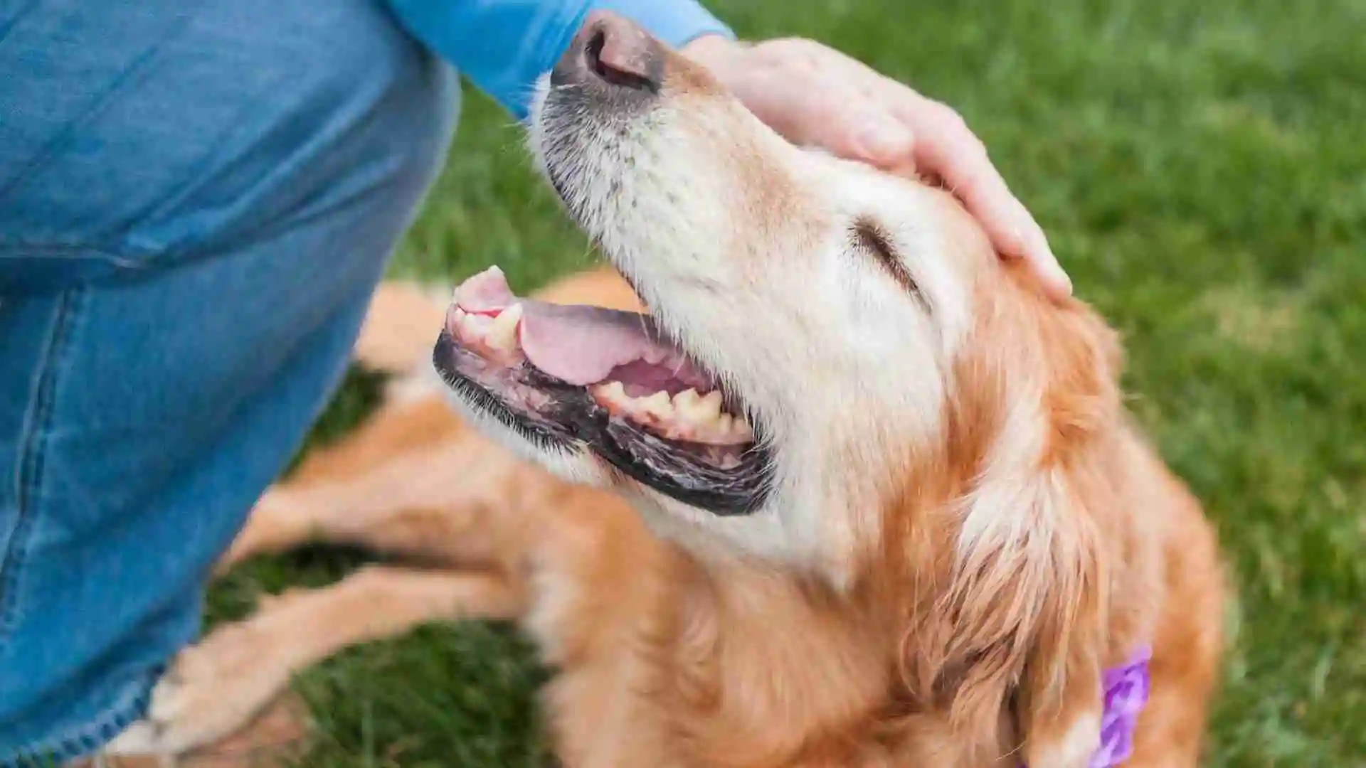 Something Strange Happening to Golden Retrievers 1 strange happening to golden retriever