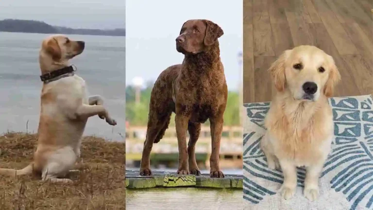 12 Most Popular Dogs Similar to Golden Retrievers (With Picture) 2024 6 Dogs Similar to Golden Retrievers