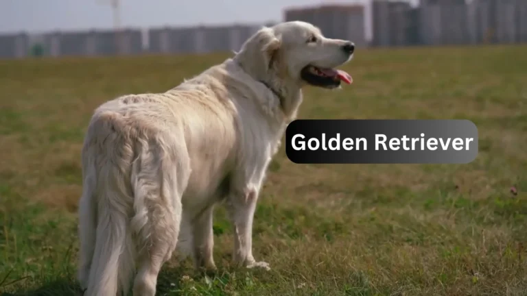 Golden Retriever: A Complete Dog Breed Information Guide 2024 5 Golden Retriever
