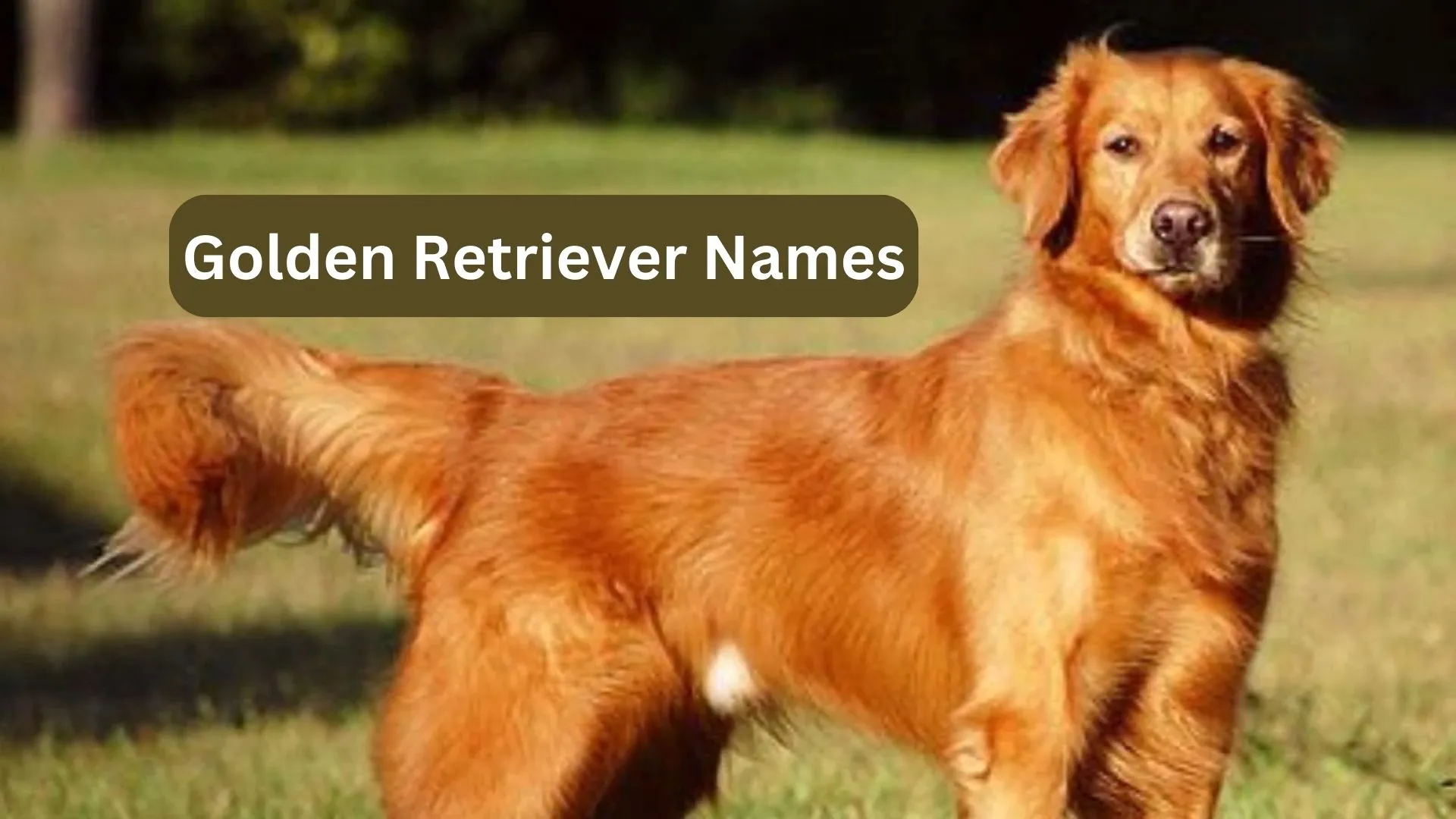Golden Retriever Names: A Complete List of World Wide Used Names 2024 1 Golden Retriever Names