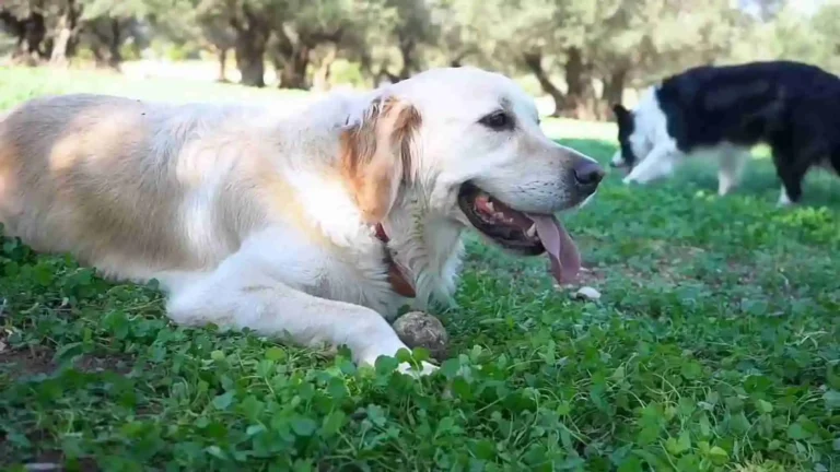 Golden Retriever Price