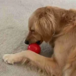 Golden Retrievers Have Adorable Tantrums