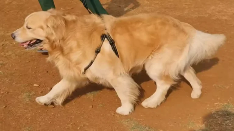 Long-Haired Golden Retriever: Coat Care and Health Guide 2025 4 Long-Haired Golden Retriever