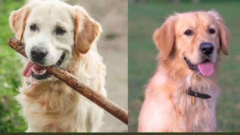 Are Golden Retrievers High-Energy and Aggressive Dogs? Complete Guide 5 Are Golden Retrievers Aggressive Dogs
