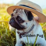 Golden Retriever Pug Mix- Golden Pug